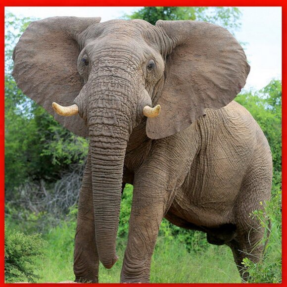 Very Rare Hollóháza Porcelain Specially Crafted & Hand-Painted Elephant Figurine - Picture 8 of 16